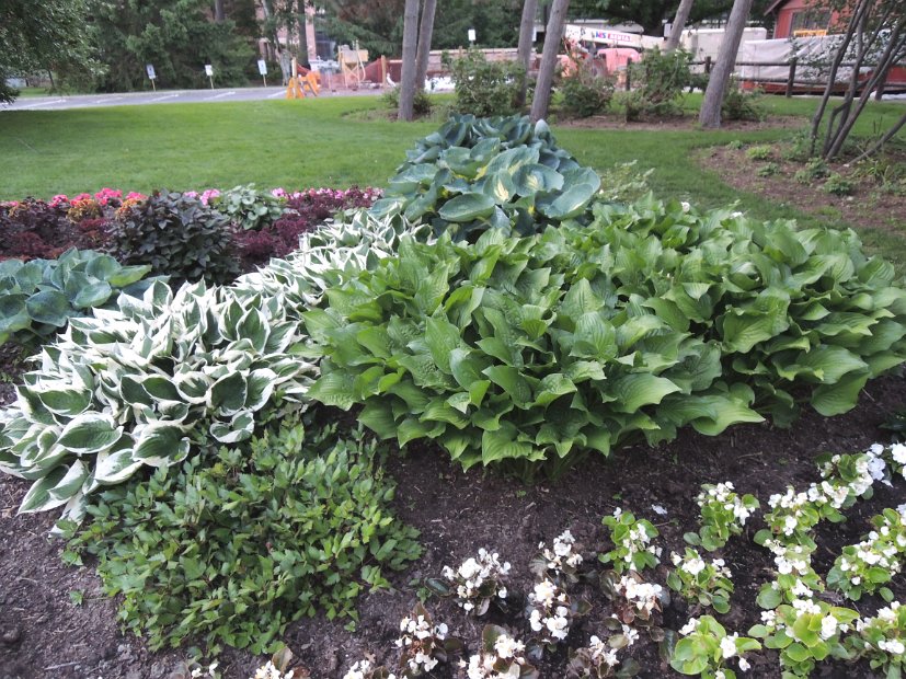 26.2.075 generic-jay-DSCN3839.jpg